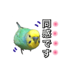 インコのポンちゃん（敬語）（個別スタンプ：18）