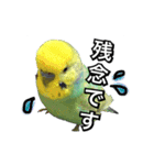 インコのポンちゃん（敬語）（個別スタンプ：20）