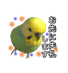 インコのポンちゃん（敬語）（個別スタンプ：22）