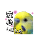 インコのポンちゃん（敬語）（個別スタンプ：23）