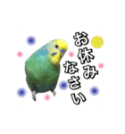 インコのポンちゃん（敬語）（個別スタンプ：24）