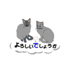 吹き出しに猫だらけ3 大きな文字の敬語（個別スタンプ：25）