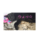 黒猫ふくちゃん（個別スタンプ：1）