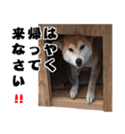 ココア時々メイ（母編）（個別スタンプ：11）