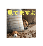 ビーグル犬エアロちゃん（個別スタンプ：1）