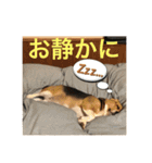 ビーグル犬エアロちゃん（個別スタンプ：2）