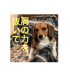 ビーグル犬エアロちゃん（個別スタンプ：3）