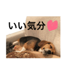 ビーグル犬エアロちゃん（個別スタンプ：33）