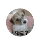 Dog cat weather（個別スタンプ：11）