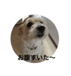 Dog cat weather（個別スタンプ：19）