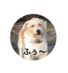 Dog cat weather（個別スタンプ：21）