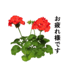 お花の日常スタンプ【敬語編】（個別スタンプ：5）