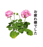 お花の日常スタンプ【敬語編】（個別スタンプ：6）