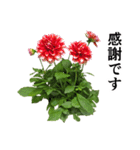 お花の日常スタンプ【敬語編】（個別スタンプ：10）