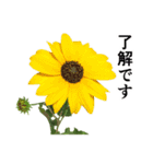 お花の日常スタンプ【敬語編】（個別スタンプ：16）