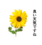 お花の日常スタンプ【敬語編】（個別スタンプ：22）