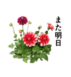お花の日常スタンプ【敬語編】（個別スタンプ：39）