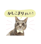 サバトラねこの写真スタンプ【敬語】（個別スタンプ：3）