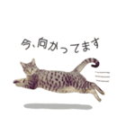 サバトラねこの写真スタンプ【敬語】（個別スタンプ：25）