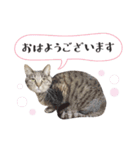 サバトラねこの写真スタンプ【敬語】（個別スタンプ：30）