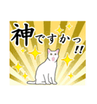 シンプル白猫☆挨拶・ほめる・返事（個別スタンプ：8）