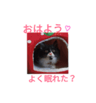 犬猫家族（個別スタンプ：1）