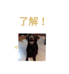 犬猫家族（個別スタンプ：5）