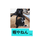 犬猫家族（個別スタンプ：11）