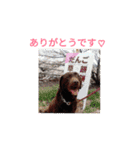 犬猫家族（個別スタンプ：19）