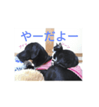 犬猫家族（個別スタンプ：23）