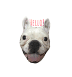 Noodee the Frenchie（個別スタンプ：1）