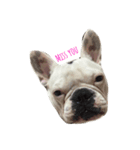 Noodee the Frenchie（個別スタンプ：7）