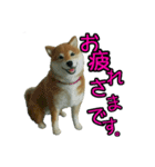 羊毛フェルトの柴犬わんこ（個別スタンプ：2）