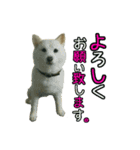 羊毛フェルトの柴犬わんこ（個別スタンプ：6）