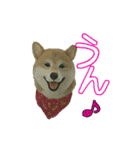 羊毛フェルトの柴犬わんこ（個別スタンプ：7）