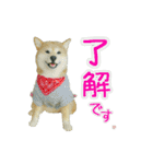 羊毛フェルトの柴犬わんこ（個別スタンプ：9）