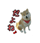 羊毛フェルトの柴犬わんこ（個別スタンプ：14）