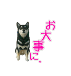 羊毛フェルトの柴犬わんこ（個別スタンプ：19）