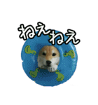 羊毛フェルトの柴犬わんこ（個別スタンプ：20）