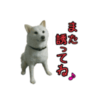 羊毛フェルトの柴犬わんこ（個別スタンプ：34）