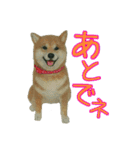 羊毛フェルトの柴犬わんこ（個別スタンプ：38）