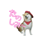 羊毛フェルトの柴犬わんこ（個別スタンプ：40）