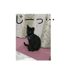 黒猫 まお（個別スタンプ：2）