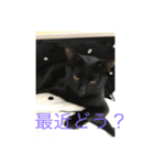 黒猫 まお（個別スタンプ：6）