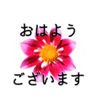 暮らしに花を♪ ダリア(敬語)（個別スタンプ：1）