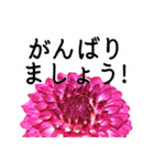 暮らしに花を♪ ダリア(敬語)（個別スタンプ：4）