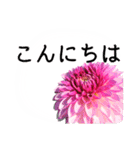 暮らしに花を♪ ダリア(敬語)（個別スタンプ：7）