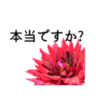 暮らしに花を♪ ダリア(敬語)（個別スタンプ：17）