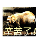 animal planet 2011（個別スタンプ：1）