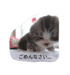 日常使える丁寧ねこ（個別スタンプ：3）